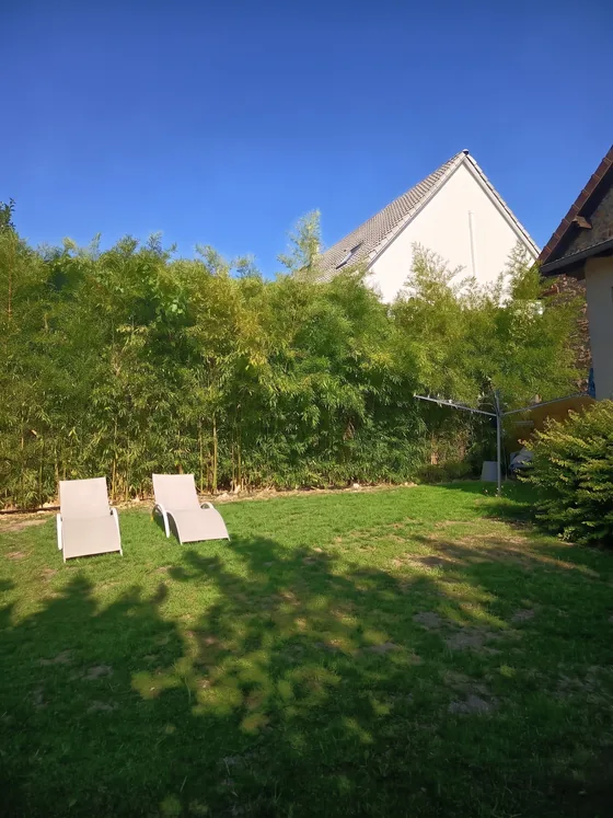 Transats sur la pelouse devant la haie de bambous du jardin de Sarcelles